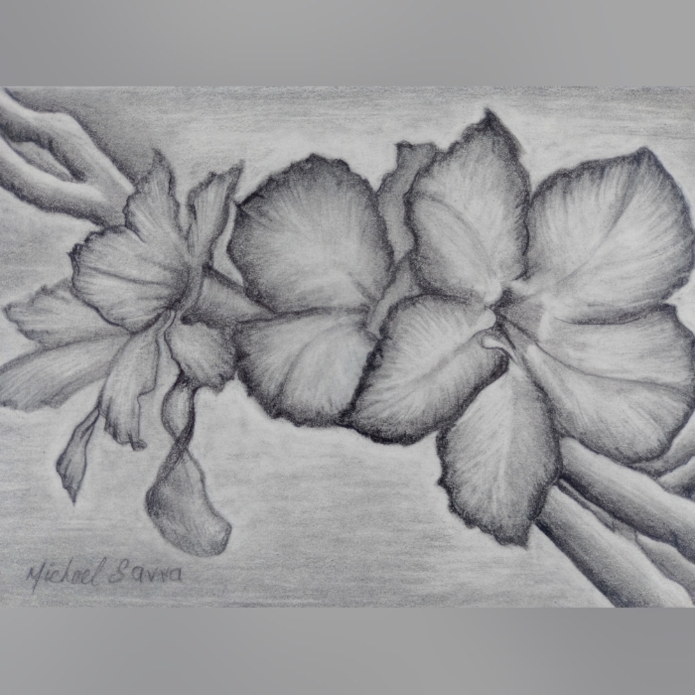 Framed Original Original Drawing of Desert Rose Floral Artwork. Signed by Artist